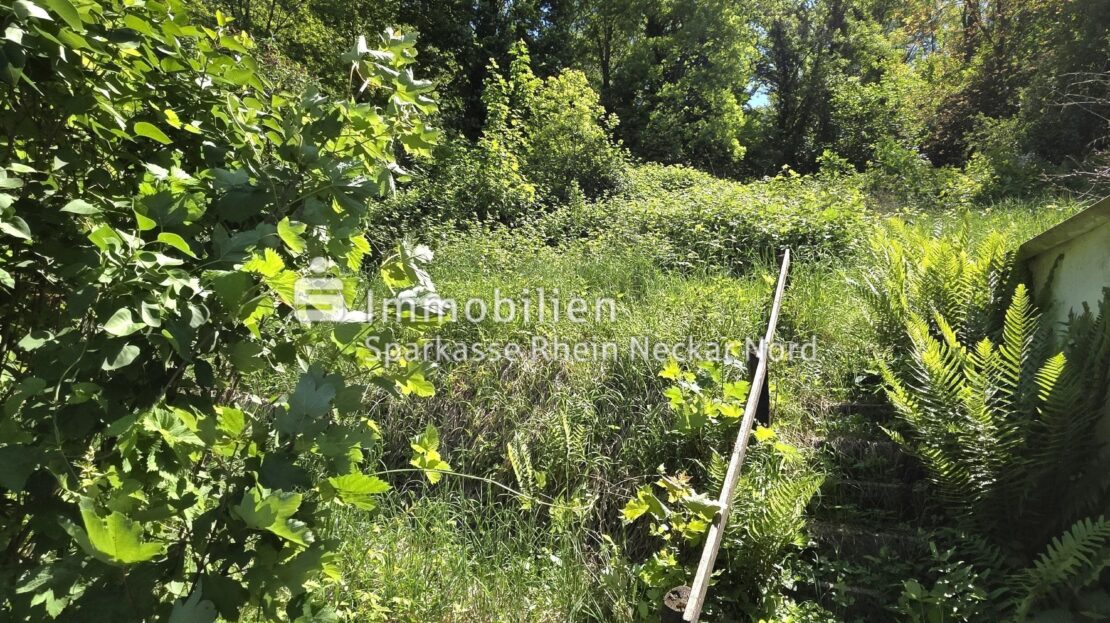 Blick auf Waldfläche
