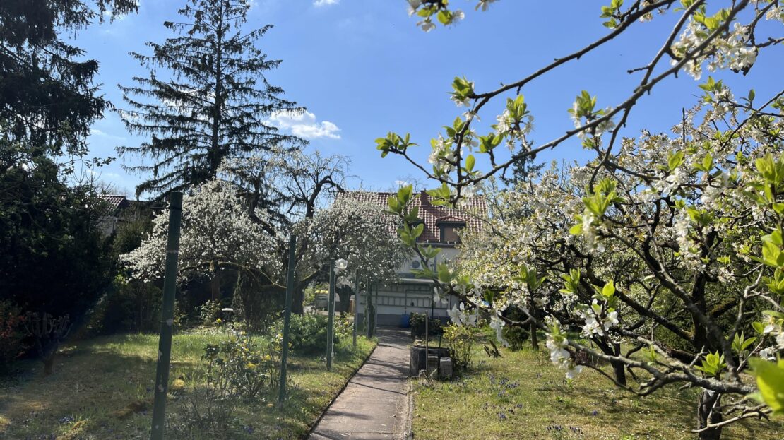 Garten Blick zum Haus