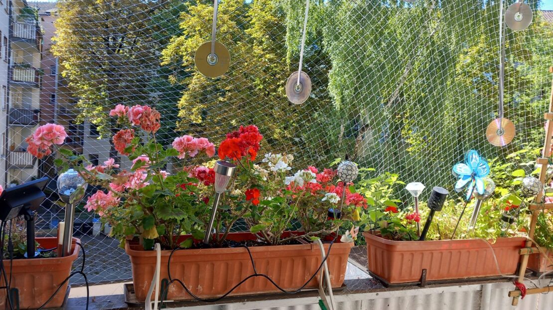 Blick vom Balkon ins Grüne